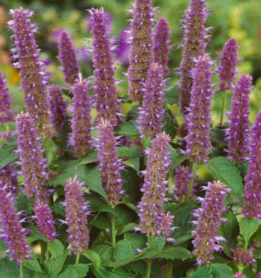 Anise Hyssop Medicinal Herb Seeds