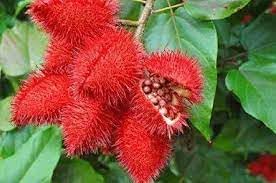 Annatto Vegetable Seeds for Planting - 100 Pcs pcs - Dharaseeds