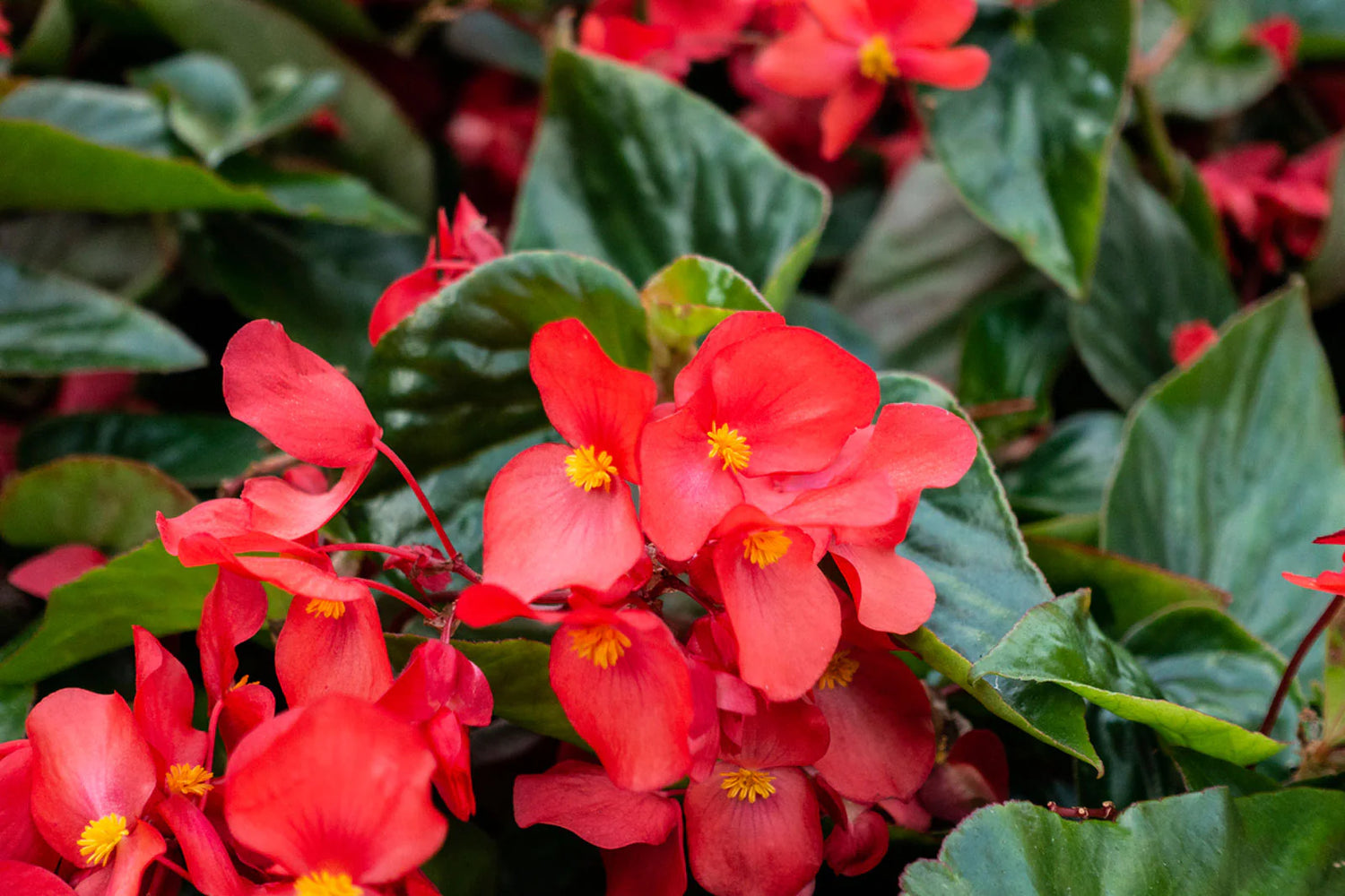 Rich Berry Begonia Seeds or Seeds Flower Flower Seeds – Heirloom, Non-GMO, High Germination Organic Garden Seeds