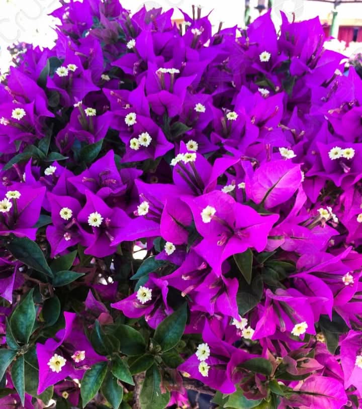 Bougainvillea Flower Seeds for Planting
