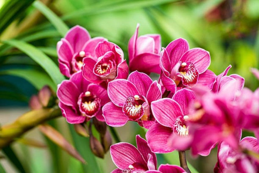 Heirloom Non-GMO Butterfly Orchid Flower Seeds for Garden Planting – Elegant Pink Shade Blooms for planting in your garden.