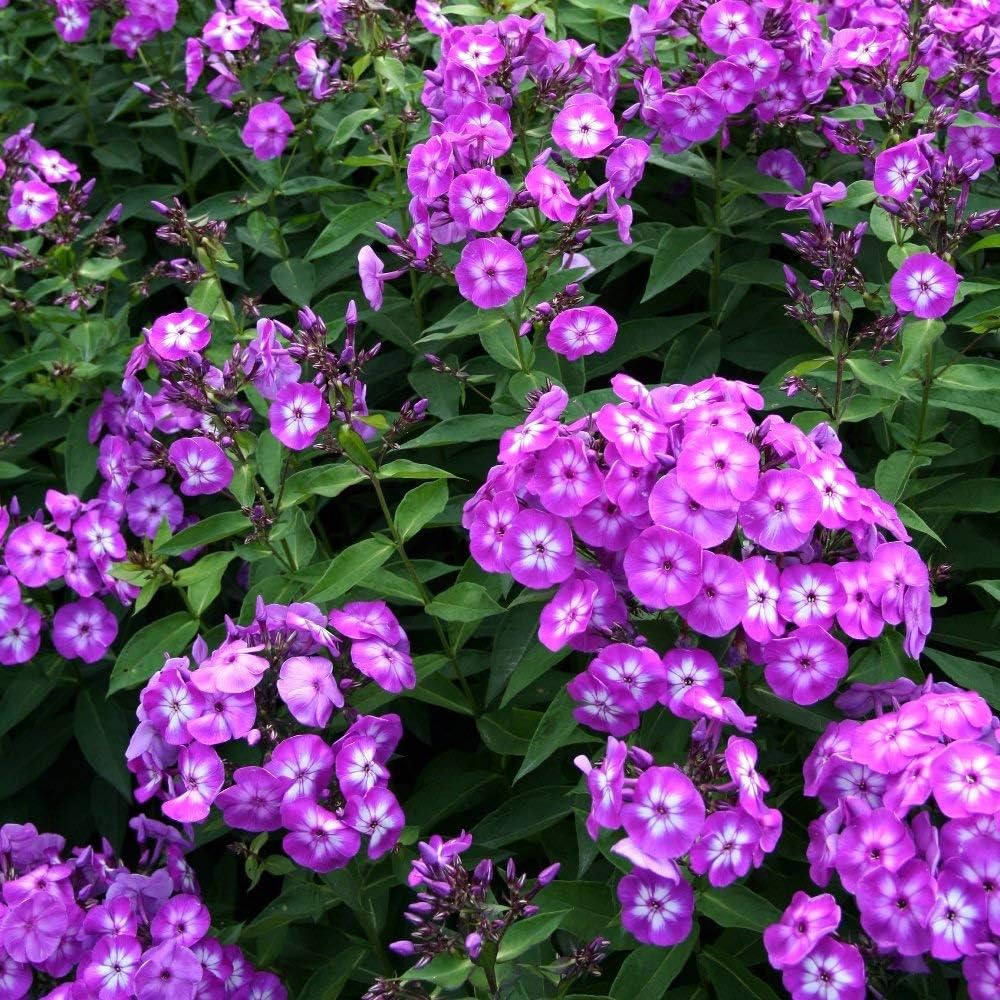 Annual Phlox Drummondii 'Krasnyj' Seeds – Vivid Red Blooms for Summer Gardens - Dharaseeds