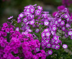Annual Phlox Drummondii 'Krasnyj' Seeds – Vivid Red Blooms for Summer Gardens - Dharaseeds