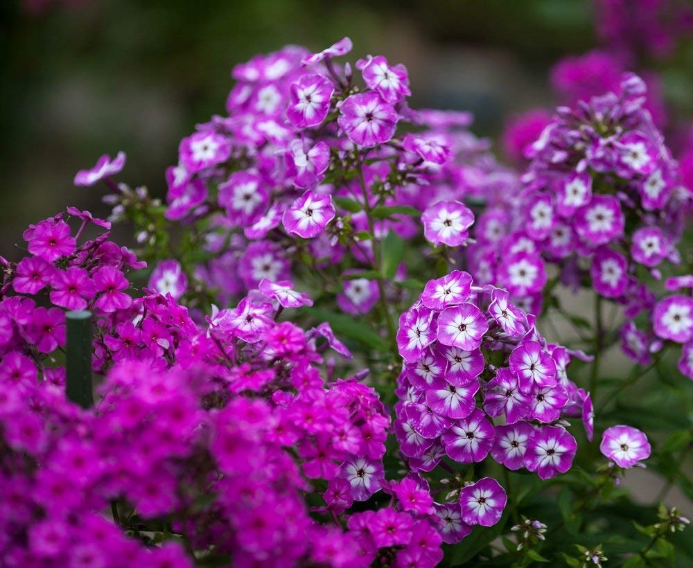 Annual Phlox Drummondii 'Krasnyj' Seeds – Vivid Red Blooms for Summer Gardens - Dharaseeds