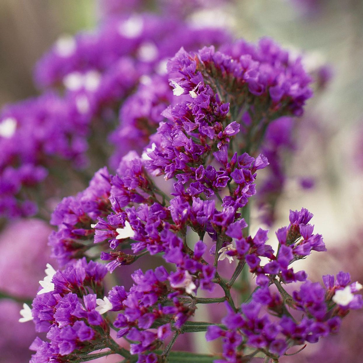  vibrant purple Statice Purple Anziehung flower clusters in garden

