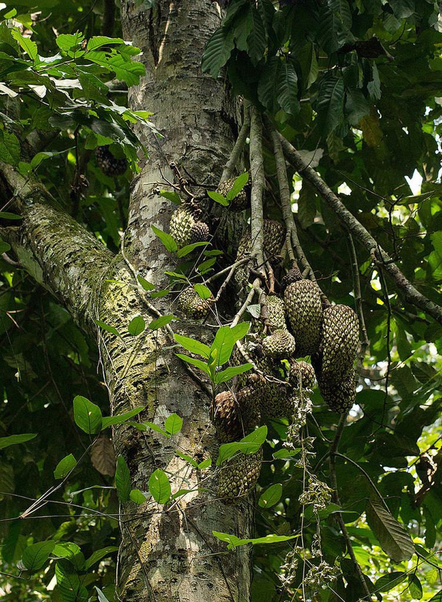 Junglesop (Annona hypoglauca)