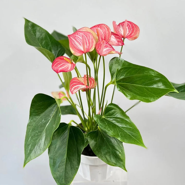 Anthurium Plant Seeds for Planting - 100