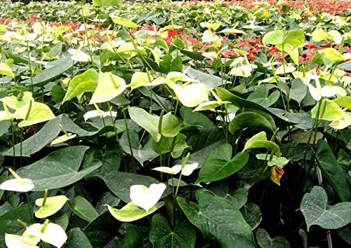 Anthurium Andraeanu Flower Seeds – Glossy Leaves and Striking Red Spathes - Dharaseeds
