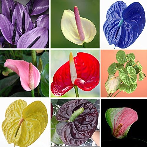Anthurium Andraeanu Flower Seeds – Glossy Leaves and Striking Red Spathes - Dharaseeds