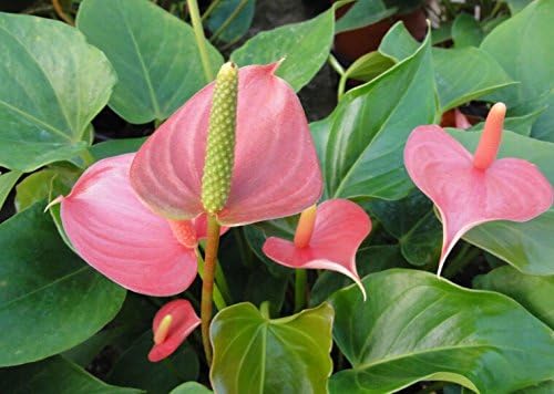 Anthurium Andraeanu Flower Seeds – Glossy Leaves and Striking Red Spathes - Dharaseeds