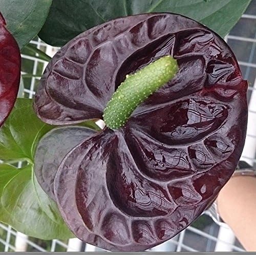 Anthurium Anthurium Andraeanu Rare Flower Seeds for Planting – Beautiful Blooms for Balcony Gardens and Home Decor - Dharaseeds