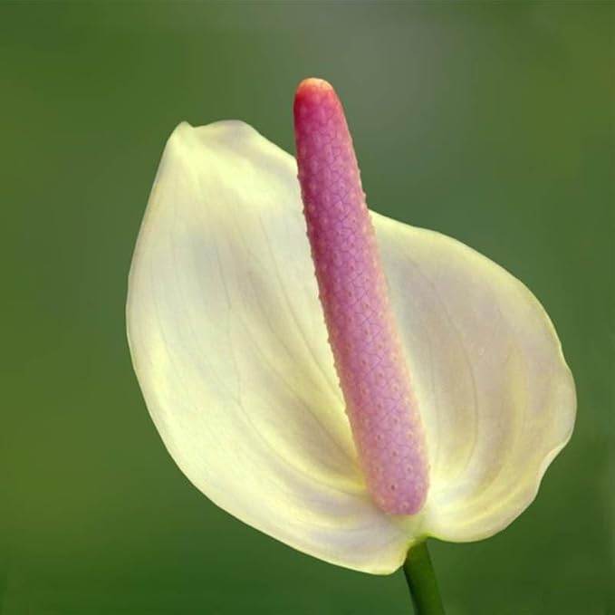 Anthurium Anthurium Andraeanu Rare Flower Seeds for Planting – Beautiful Blooms for Balcony Gardens and Home Decor - Dharaseeds