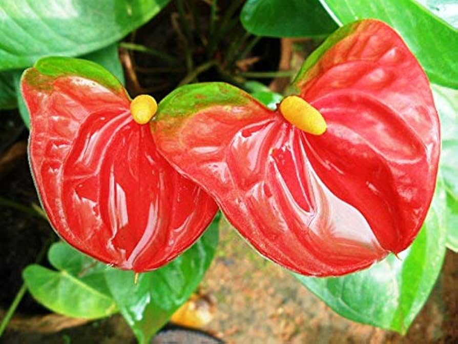 Anthurium Flower Seeds – Tropical Houseplant with Bright Glossy Flowers - Dharaseeds