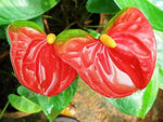 Anthurium Flower Seeds – Tropical Houseplant with Bright Glossy Flowers - Dharaseeds
