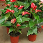 Anthurium Flower Seeds – Tropical Houseplant with Bright Glossy Flowers - Dharaseeds