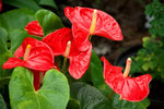 Anthurium Flower Seeds – Tropical Houseplant with Bright Glossy Flowers - Dharaseeds