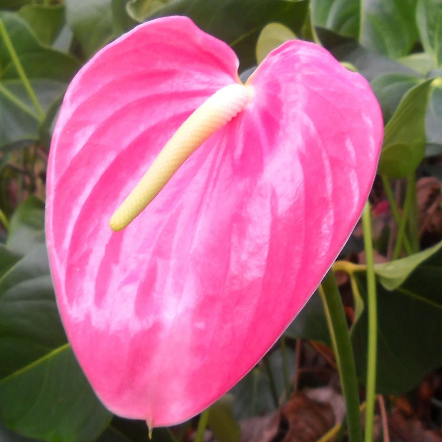 Anthurium Pink Sky Blue Flower Seeds for Planting NON GMO Seeds