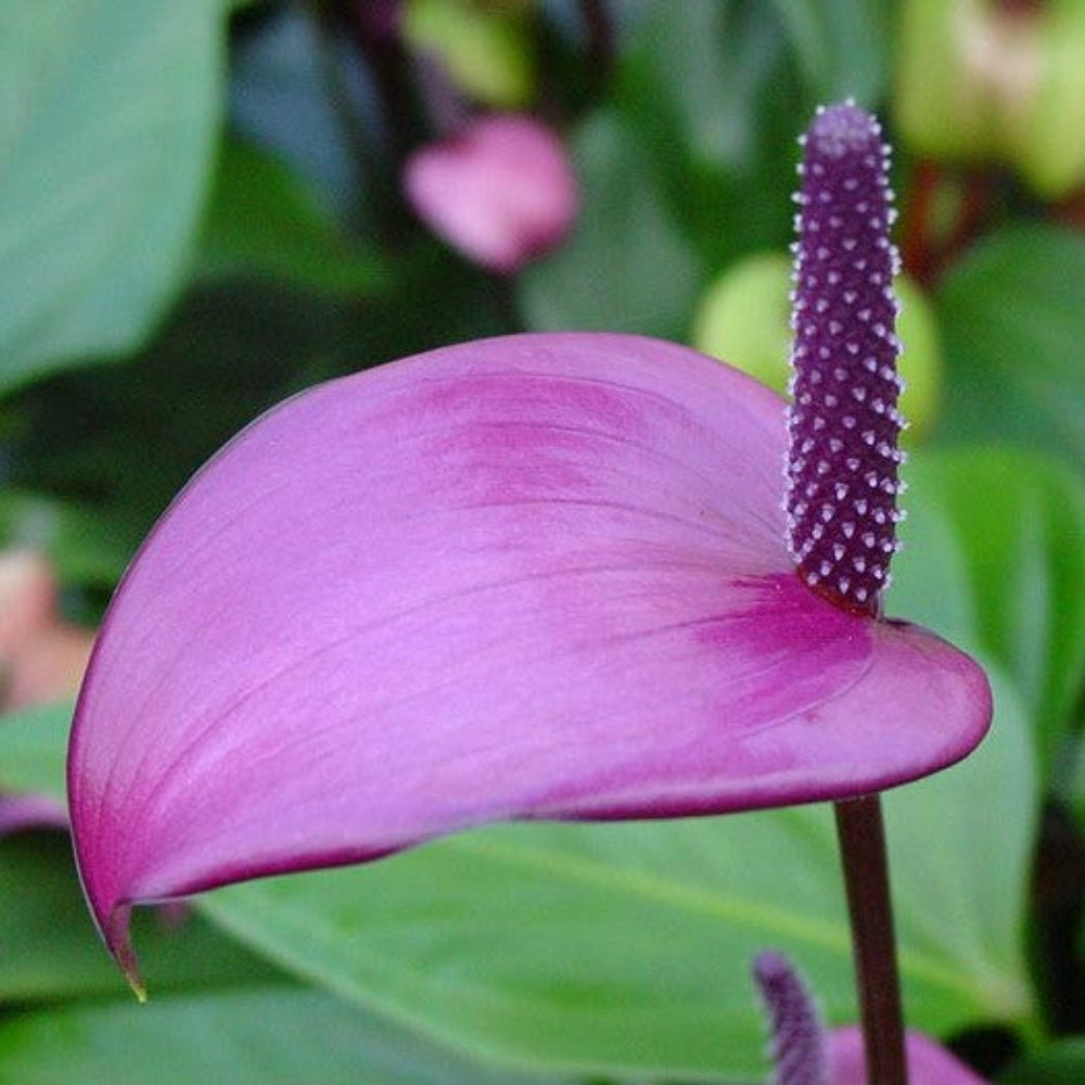 Heirloom Purple Anthurium Flower Seeds – Non‑GMO Ornamental Seeds