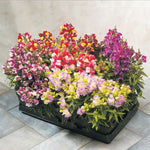 Antirrhinum Floral Shower Imported heirloom non-gmo garden seeds