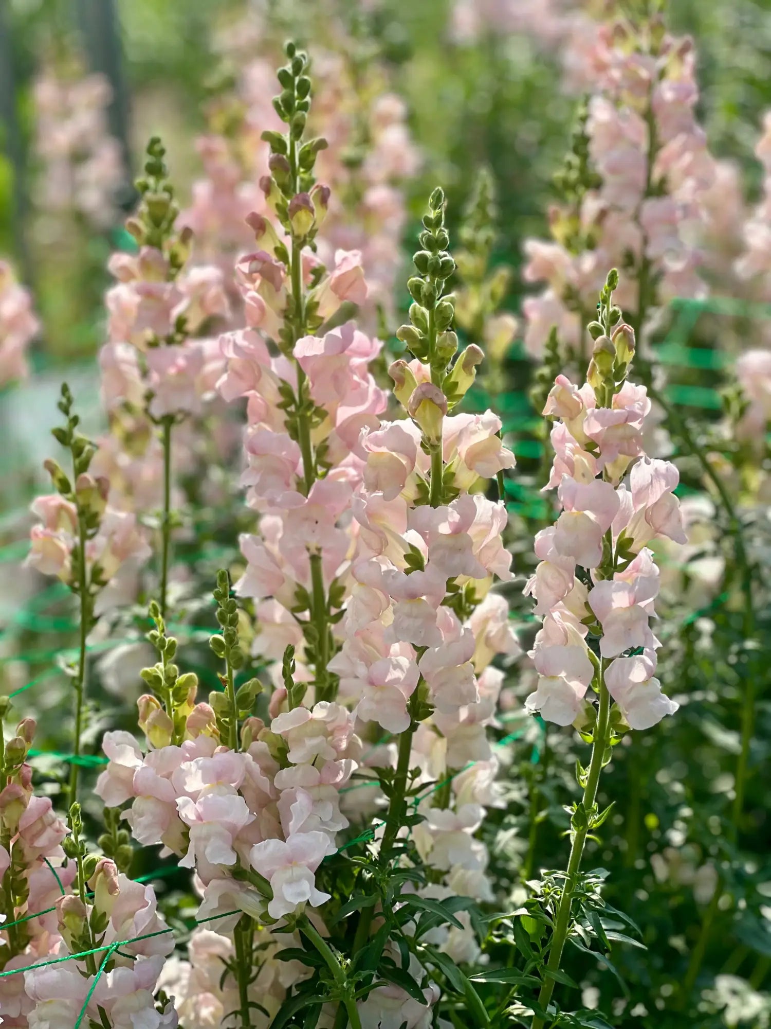 Snapdragon Rose seeds - Flower Antirrhinum majus - Elegant Rose-colo – Heirloom, Non-GMO, High Germination Organic Garden Seeds