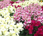 Antirrhinum Snapdragon Snapshot Imported heirloom non-gmo garden seeds