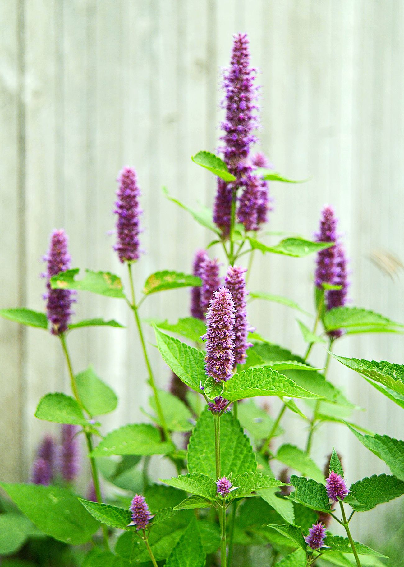 Agastache Seeds