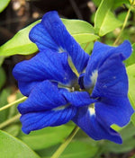 Aparajita Double Blue Clitoria Ternatea heirloom non-gmo garden seeds