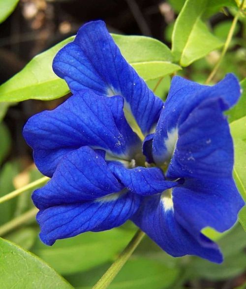Aparajita Double Blue Clitoria Ternatea heirloom non-gmo garden seeds