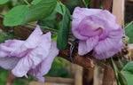 Aparajita Lavender Double heirloom non-gmo garden seeds