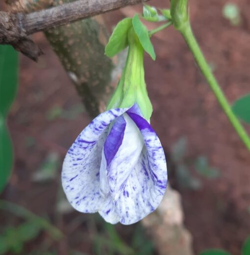 Aparajita Night Sky Butterfly Pea Clitoria Ternatea heirloom non-gmo garden seeds
