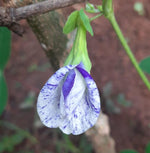 Aparajita Night Sky Butterfly Pea Clitoria Ternatea heirloom non-gmo garden seeds