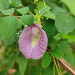Aparajita Pink Butterfly Pea Clitoria Ternatea heirloom non-gmo garden seeds