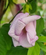 Aparajita Double Purple Butterfly Pea Clitoria Ternatea heirloom non-gmo garden seeds