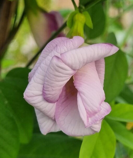 Aparajita Double Purple Butterfly Pea Clitoria Ternatea heirloom non-gmo garden seeds