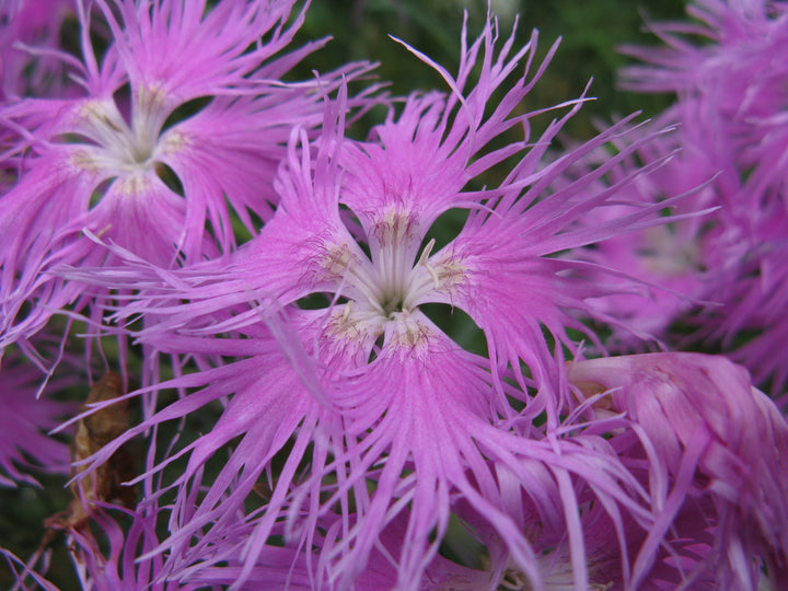 Pink Dianthus Superbus Flower Seeds for Planting, 100