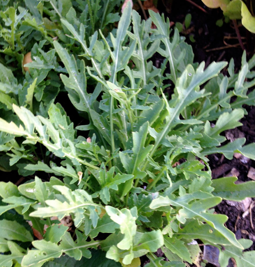 Sylvetta Wild Arugula Seeds