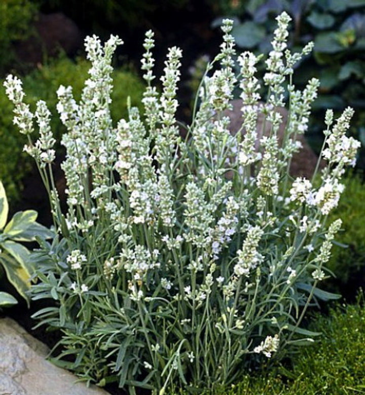 Heirloom Non-GMO White Lavender Seeds – Elegant Blooms for Serene Gardens