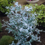 Apple Cider Eucalyptus gunnii seeds for planting in gardens and pots