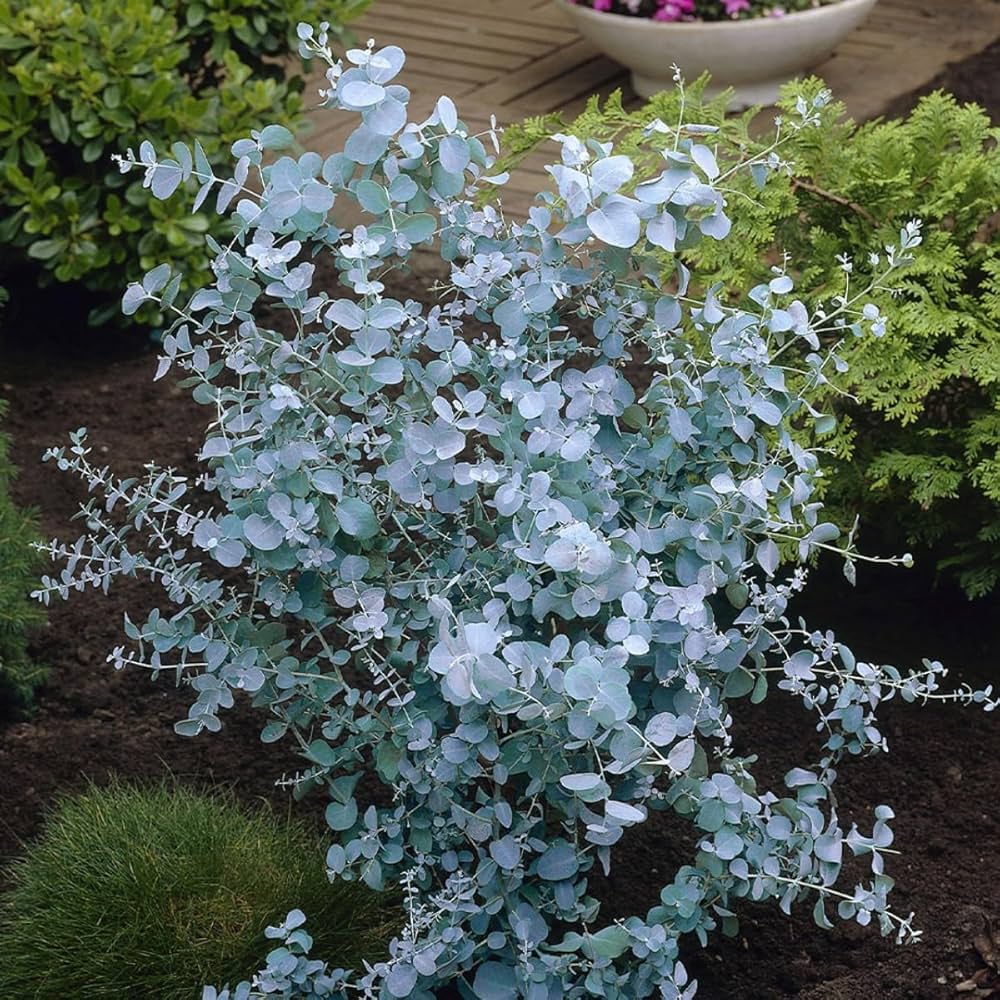 Apple Cider Eucalyptus gunnii seeds for planting in gardens and pots