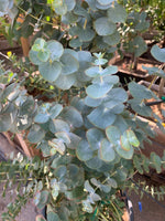 Apple Cider Eucalyptus seeds for ornamental tree growing