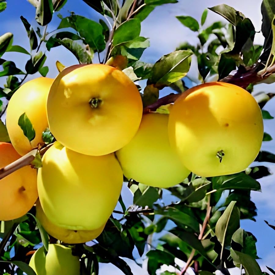 Apple Malus Domestica Yellow heirloom seeds for planting