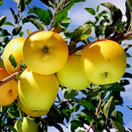 Apple Malus Domestica Yellow heirloom seeds for planting