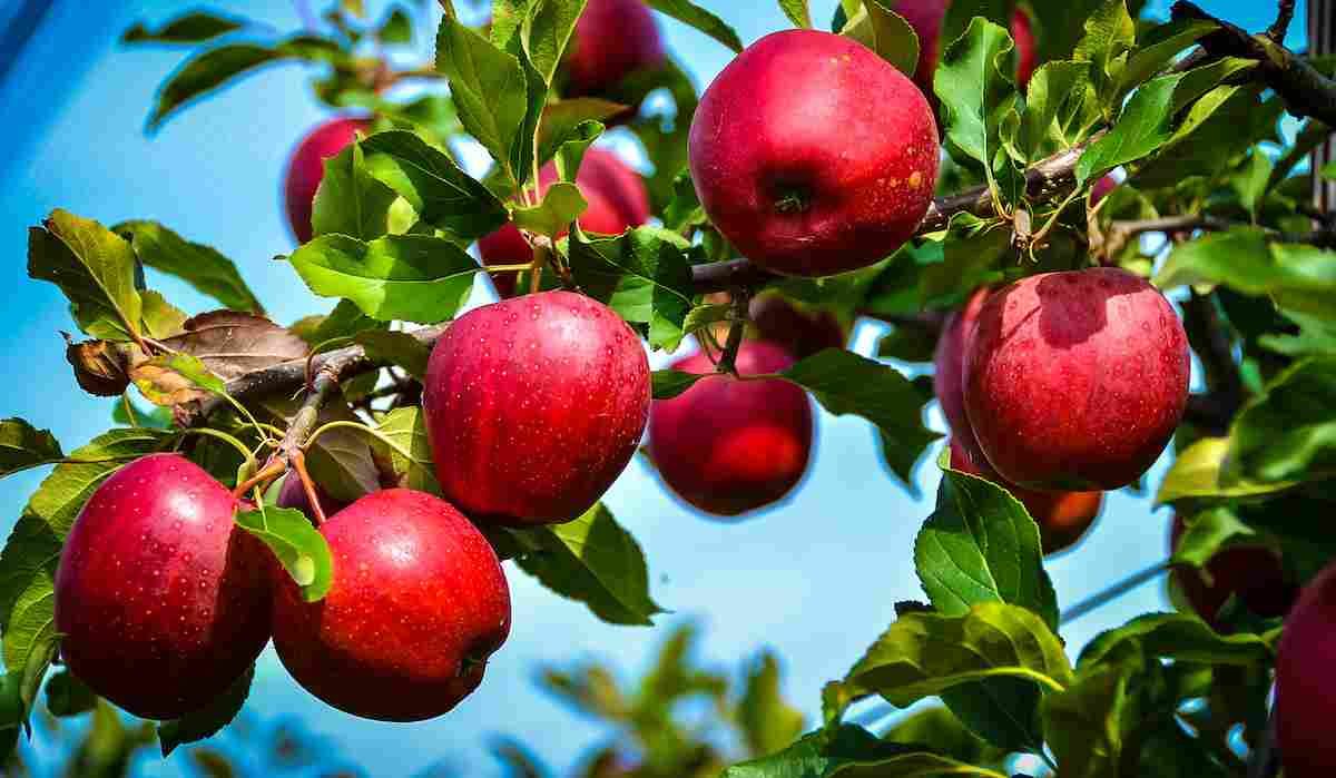 Enterprise Apple (Malus domestica)