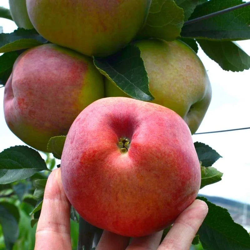 Pudding Apfel apple seedlings growing in a small garden space