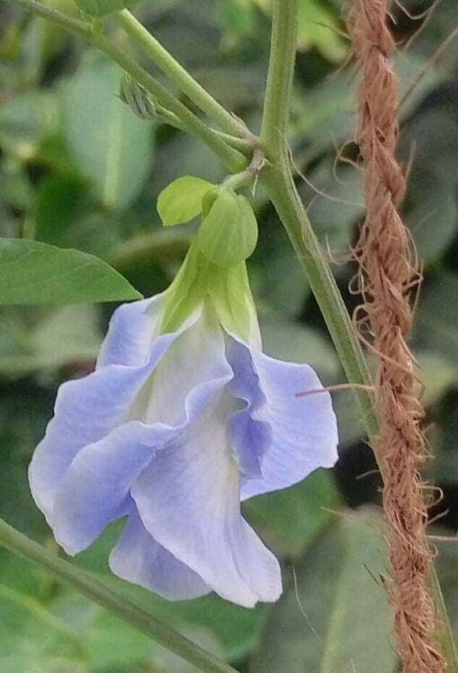 Aparajita Light Blue Double heirloom non-gmo garden seeds
