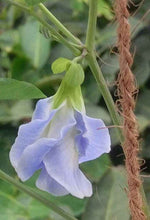 Aparajita Light Blue Double heirloom non-gmo garden seeds