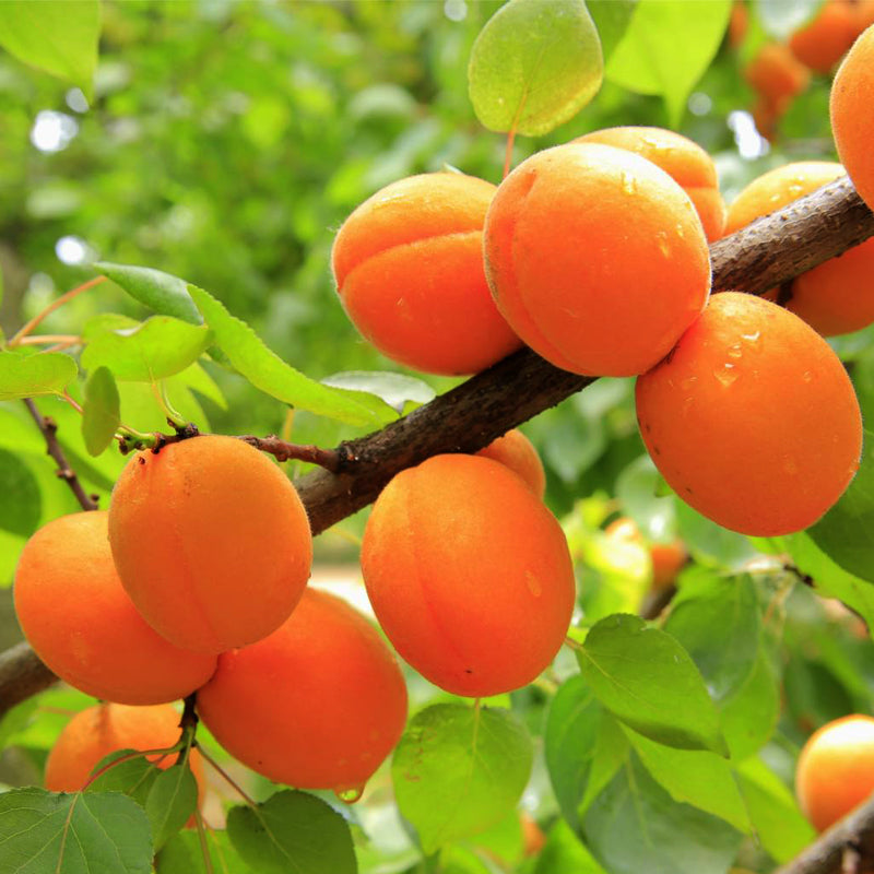 Apricot Seeds (Prunus armeniaca)