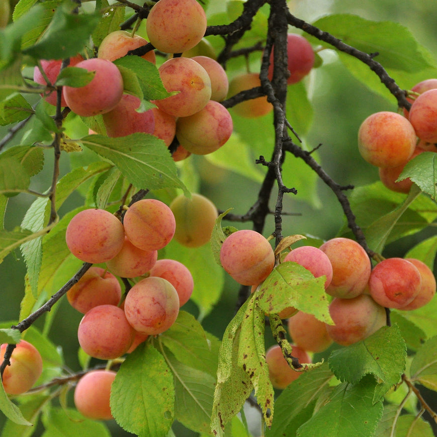 Organic Apricot Seeds