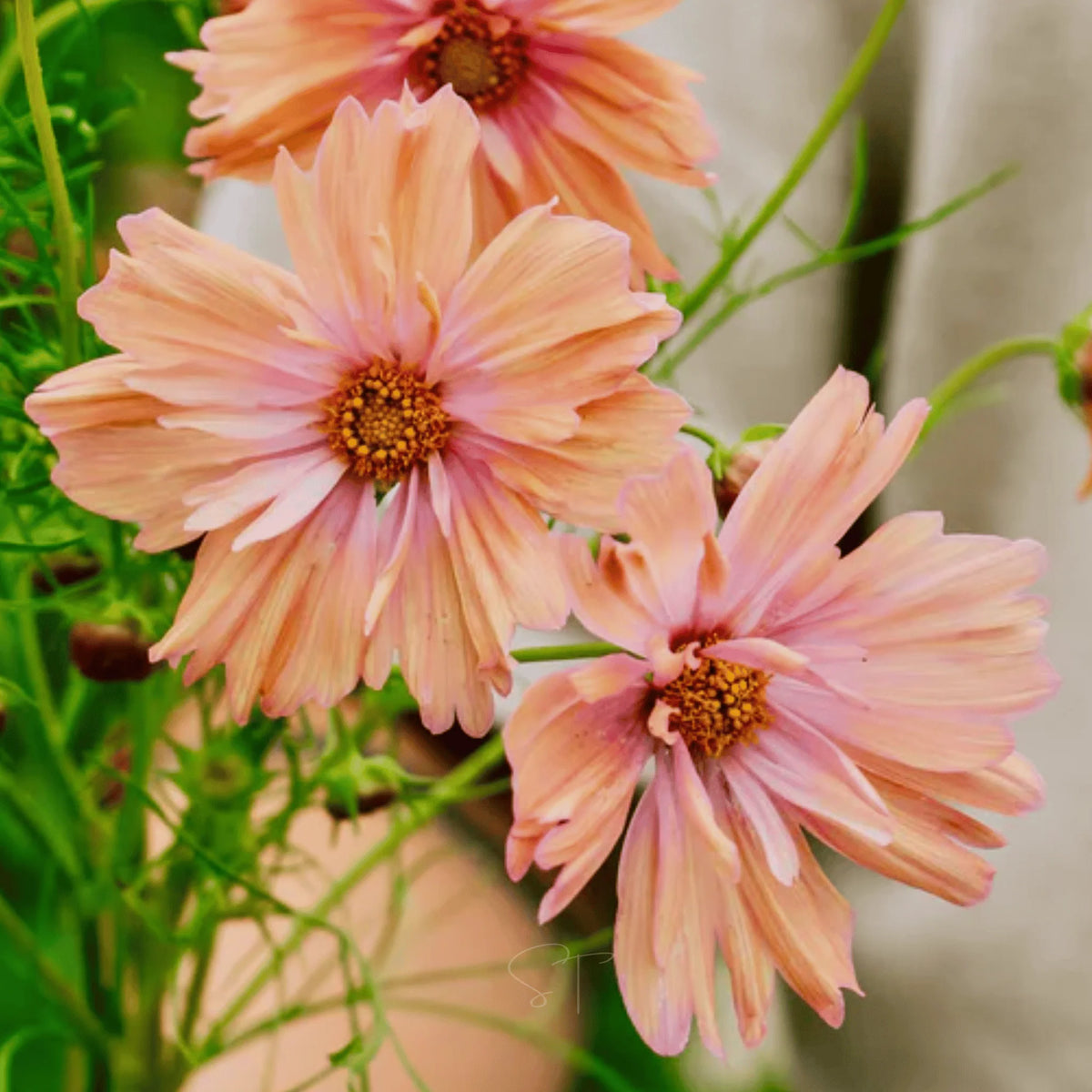 Cosmos Apricotta seeds – Heirloom, Non-GMO, High Germination Organic Garden Seeds