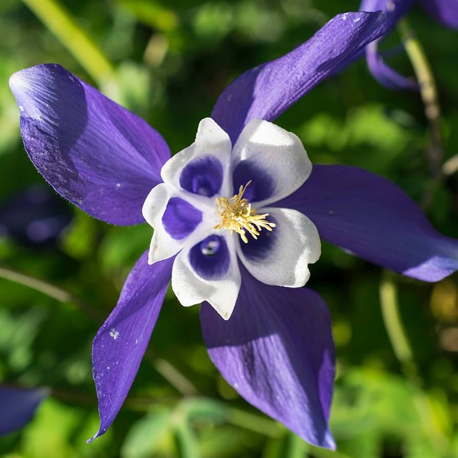 Aquilegia Bi - Color Canadensis Seeds – Vibrant Native Columbine - Dharaseeds